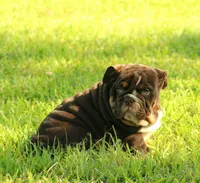 Girl 1 - JOHNNY UTAH LITTER , a female English Bulldog for sale in Houston, TX – 3 of 5