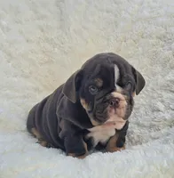 Girl 1, a female English Bulldog for sale in Houston, TX – Photo 5 of 5