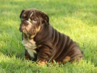 Girl 1 - JOHNNY UTAH LITTER , a female English Bulldog for sale in Houston, TX – 4 of 5