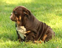 Girl 1 - JOHNNY UTAH LITTER , a female English Bulldog for sale in Houston, TX – 1 of 5