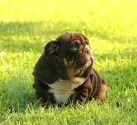 Girl 1 - JOHNNY UTAH LITTER , a female English Bulldog for sale in Houston, TX – 2 of 5