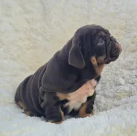 Girl 1, a female English Bulldog for sale in Houston, TX – Photo 3 of 5