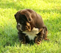 Girl 1 - JOHNNY UTAH LITTER , a female English Bulldog for sale in Houston, TX – 5 of 5