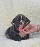 Girl 1, a female English Bulldog for sale in Houston, TX – Photo 2 of 5