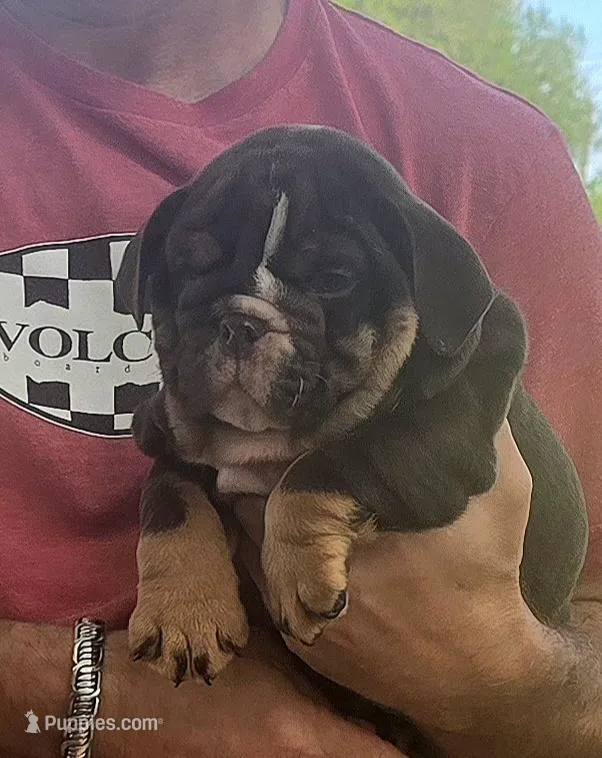 Girl 1 – English Bulldog puppy for sale in Houston, TX