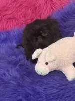 Jewel, a female Shih Tzu for sale in Dover, AR – 2 of 8