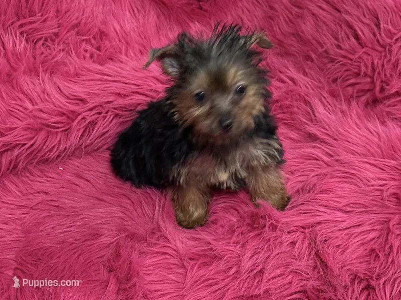 Tiny Tina – Yorkshire Terrier puppy for sale in Dover, AR