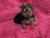 Tiny Tina, a female Yorkshire Terrier for sale in Dover, AR – 2 of 6