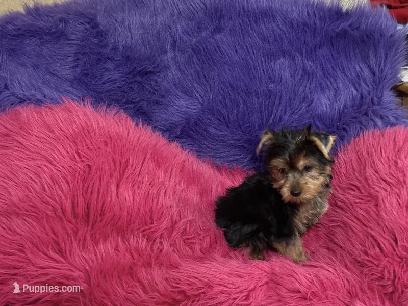 Mattie – Yorkshire Terrier puppy for sale in Dover, AR