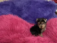 Mattie, a female Yorkshire Terrier for sale in Dover, AR – 4 of 4