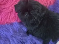 SHADOW, a female Shih Tzu for sale in Dover, AR – 1 of 6