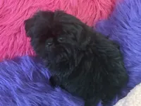 SHADOW, a female Shih Tzu for sale in Dover, AR – 2 of 6