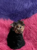 Tiny Tina, a female Yorkshire Terrier for sale in Dover, AR – 6 of 6