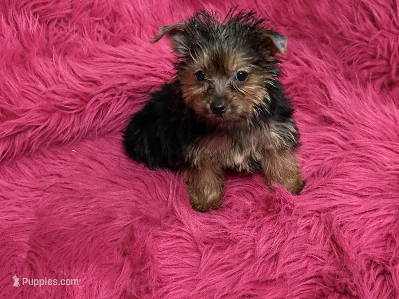 Tiny Tina – Yorkshire Terrier puppy for sale in Dover, AR
