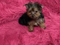 Tiny Tina, a female Yorkshire Terrier for sale in Dover, AR – 1 of 6
