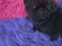 SHADOW, a female Shih Tzu for sale in Dover, AR – 3 of 6