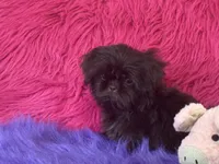 Jewel, a female Shih Tzu for sale in Dover, AR – 5 of 8