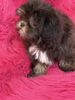Lil precious , a female Shih Tzu for sale in Dover, AR – 4 of 8