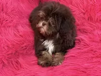 Lil precious , a female Shih Tzu for sale in Dover, AR – 2 of 8