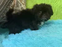 Hank, a male Shih Tzu for sale in Dover, AR – 4 of 8