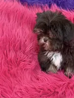 Lil precious , a female Shih Tzu for sale in Dover, AR – 7 of 8