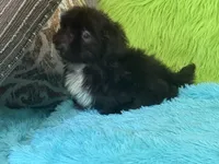Hank, a male Shih Tzu for sale in Dover, AR – 6 of 8