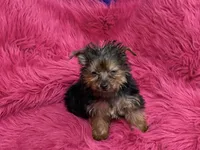 Tiny Tina, a female Yorkshire Terrier for sale in Dover, AR – 5 of 6