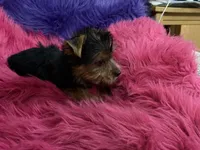 Mattie, a female Yorkshire Terrier for sale in Dover, AR – 2 of 4