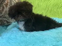 Hank, a male Shih Tzu for sale in Dover, AR – 5 of 8