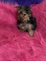 Tiny Tina, a female Yorkshire Terrier for sale in Dover, AR – 4 of 6