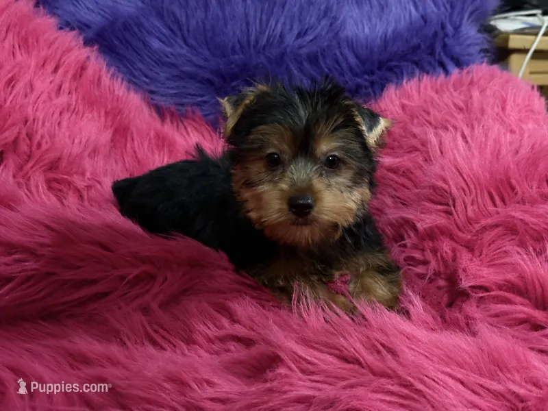 Mattie – Yorkshire Terrier puppy for sale in Dover, AR