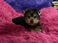 Mattie, a female Yorkshire Terrier for sale in Dover, AR – 1 of 4