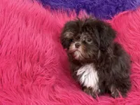 Lil precious , a female Shih Tzu for sale in Dover, AR – 5 of 8