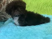 Hank, a male Shih Tzu for sale in Dover, AR – 3 of 8