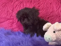 Jewel, a female Shih Tzu for sale in Dover, AR – 3 of 8