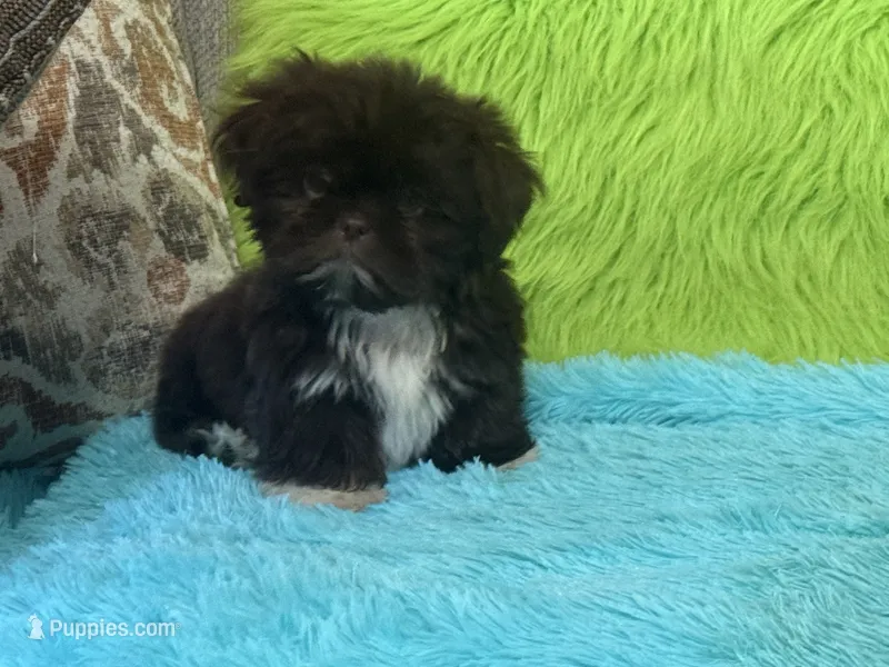 Hank – Shih Tzu puppy for sale in Dover, AR
