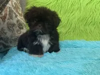 Hank, a male Shih Tzu for sale in Dover, AR – 1 of 8