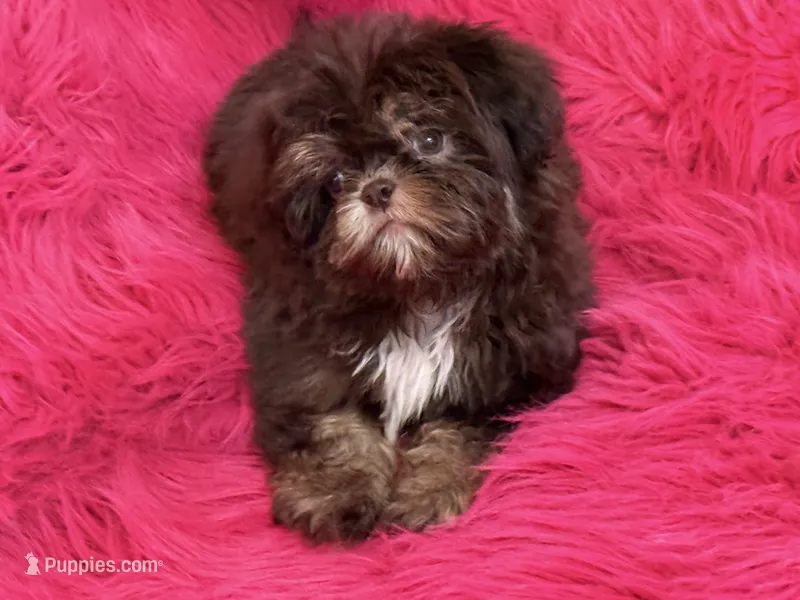 Lil precious , a female Shih Tzu for sale in Dover, AR – 1 of 8