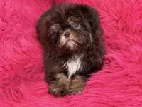 Lil precious , a female Shih Tzu for sale in Dover, AR – 1 of 8