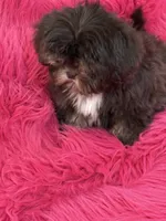 Lil precious , a female Shih Tzu for sale in Dover, AR – 8 of 8