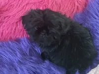 SHADOW, a female Shih Tzu for sale in Dover, AR – 4 of 6