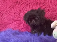 Jewel, a female Shih Tzu for sale in Dover, AR – 8 of 8