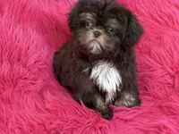Lil precious , a female Shih Tzu for sale in Dover, AR – 3 of 8