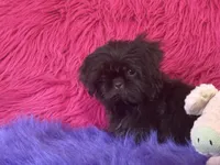Jewel, a female Shih Tzu for sale in Dover, AR – 7 of 8