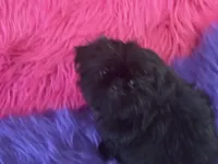 SHADOW, a female Shih Tzu for sale in Dover, AR – 6 of 6