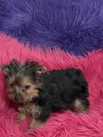 Tiny Tina, a female Yorkshire Terrier for sale in Dover, AR – 3 of 6