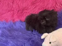 Jewel, a female Shih Tzu for sale in Dover, AR – 4 of 8