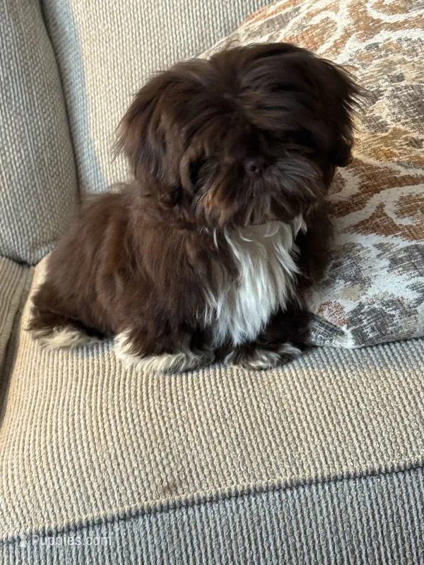 Hank – Shih Tzu puppy for sale in Dover, AR