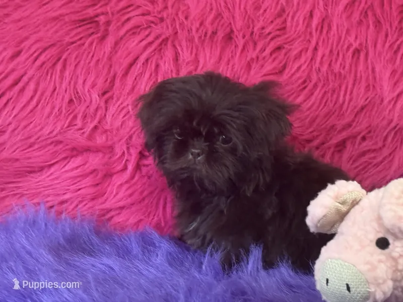 Jewel – Shih Tzu puppy for sale in Dover, AR