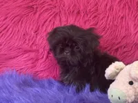 Jewel, a female Shih Tzu for sale in Dover, AR – 1 of 8